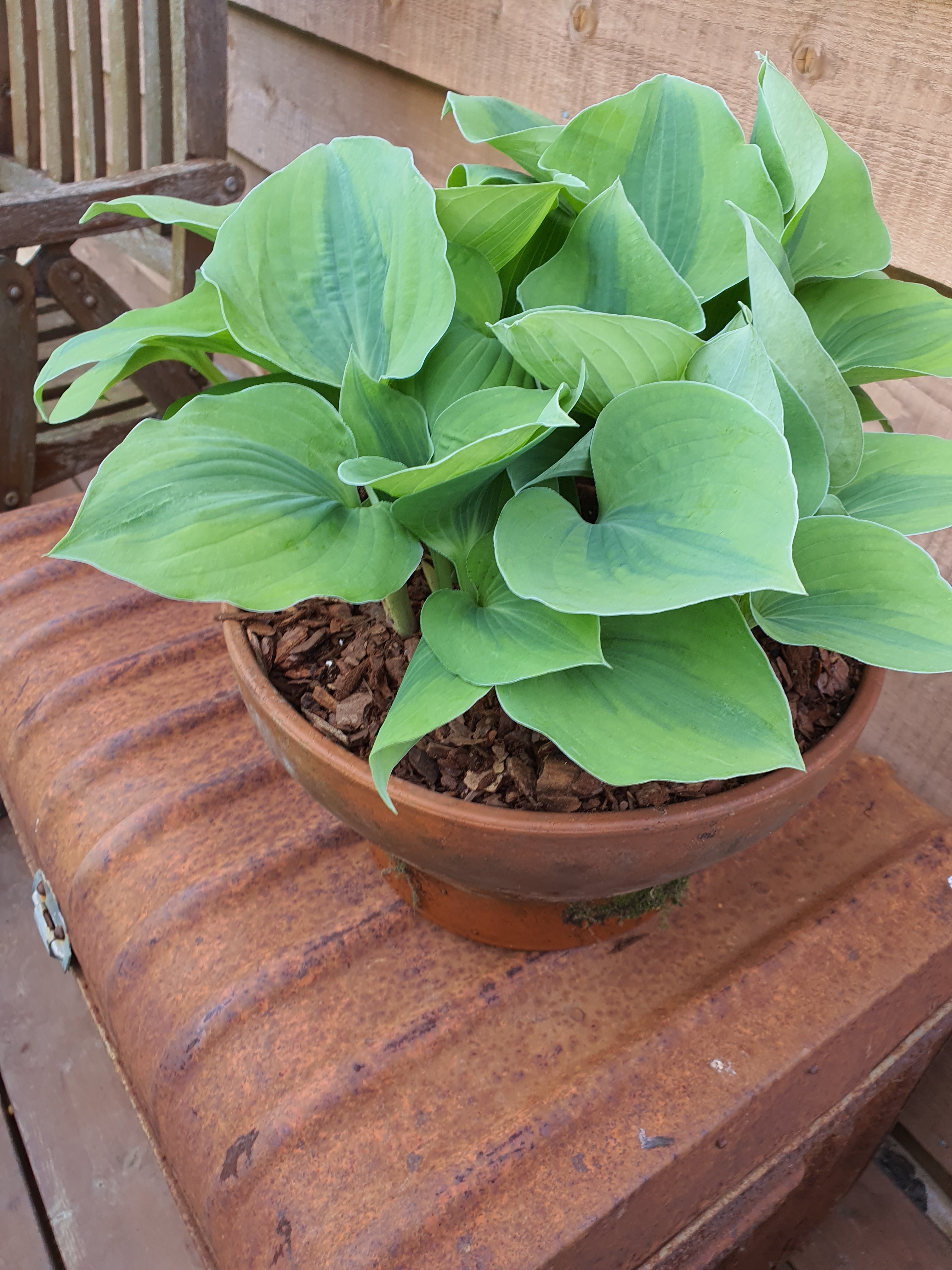 Hosta 'Luna Moth' - New Forest Hostas & Hemerocallis