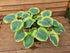 Hosta 'Orion's Belt' - Larger Specimen - New Forest Hostas & Hemerocallis