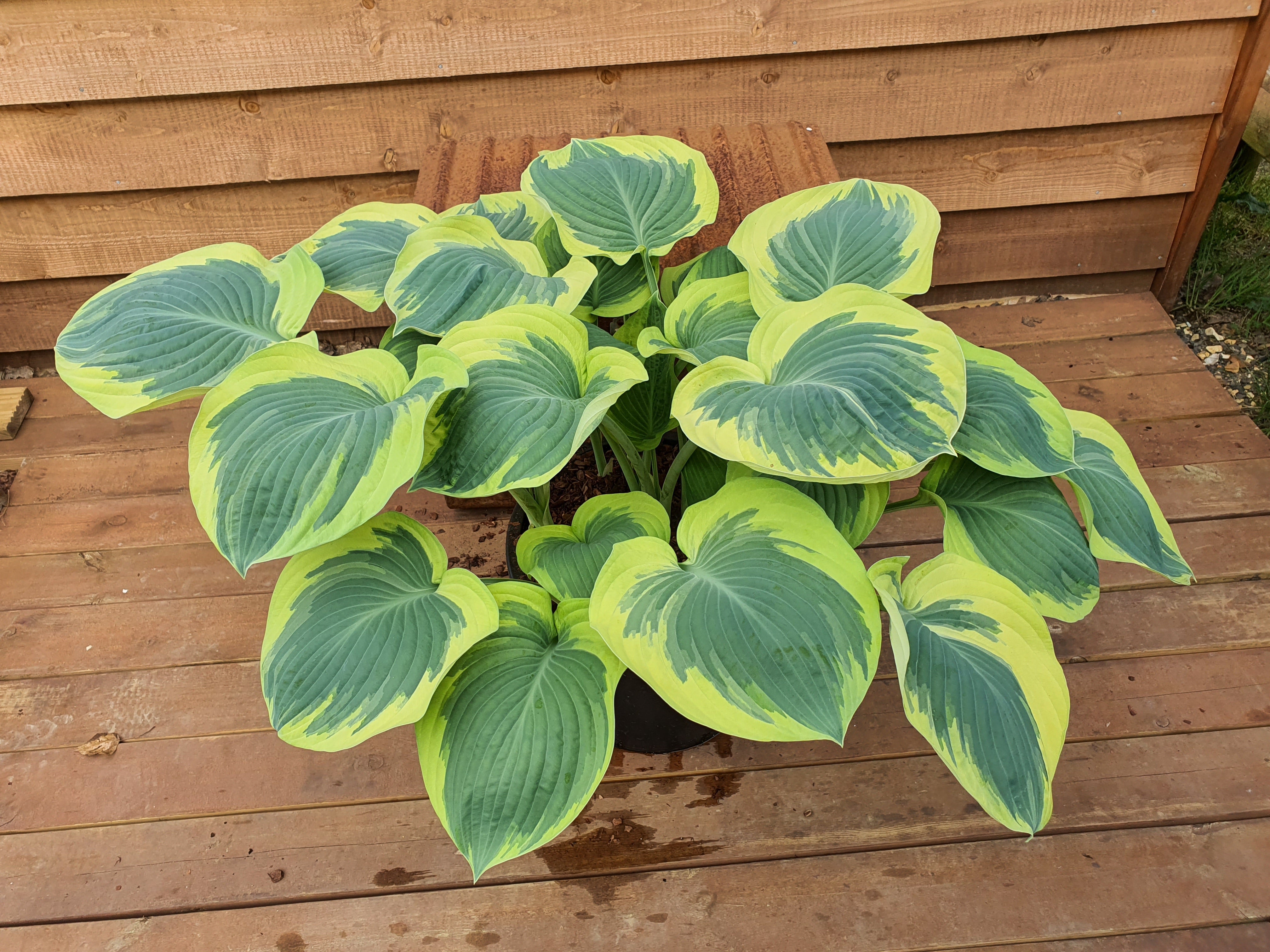 Hosta 'Orion's Belt' - New Forest Hostas & Hemerocallis