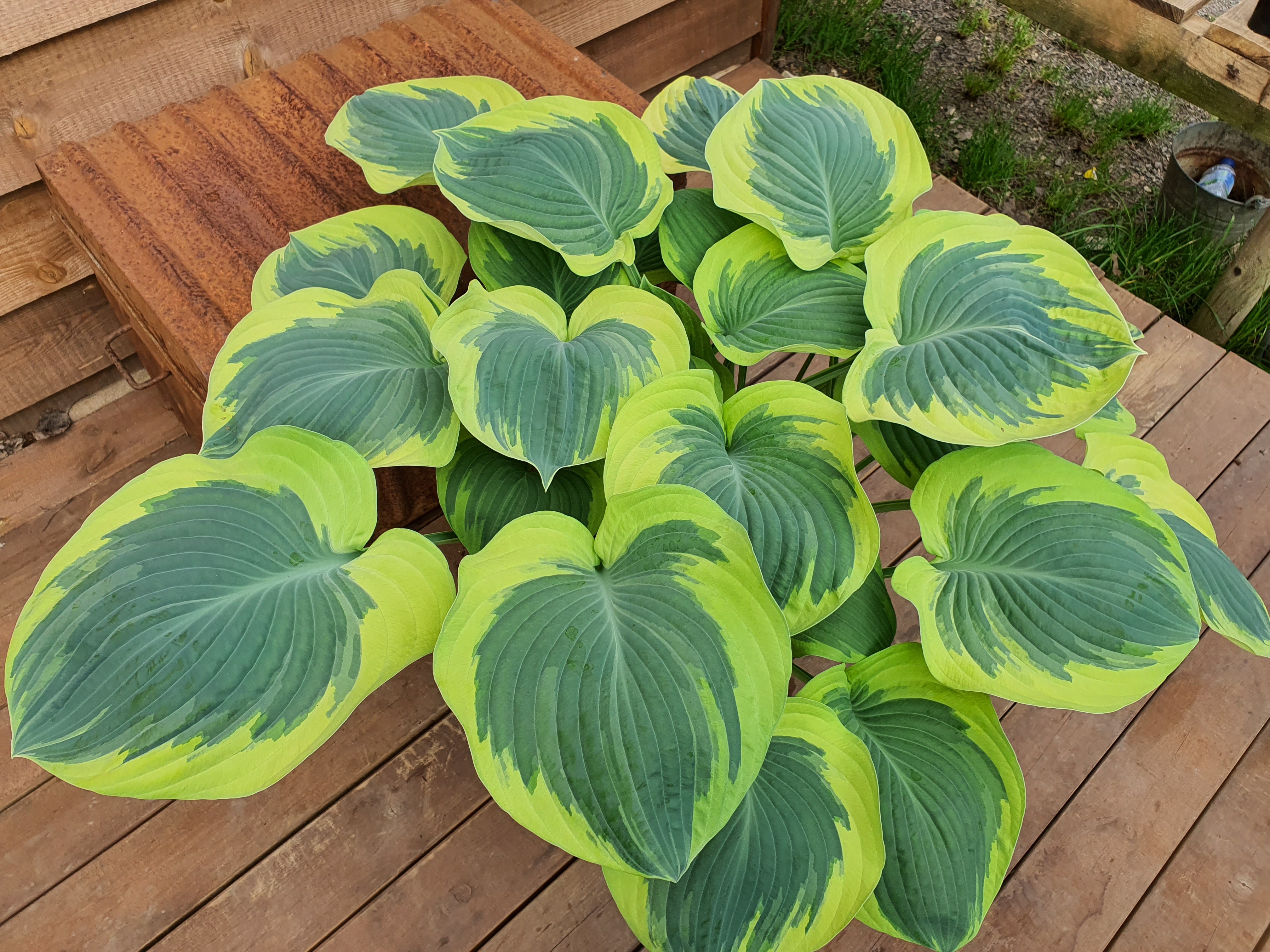 Hosta 'Orion's Belt' - Larger Specimen - New Forest Hostas & Hemerocallis