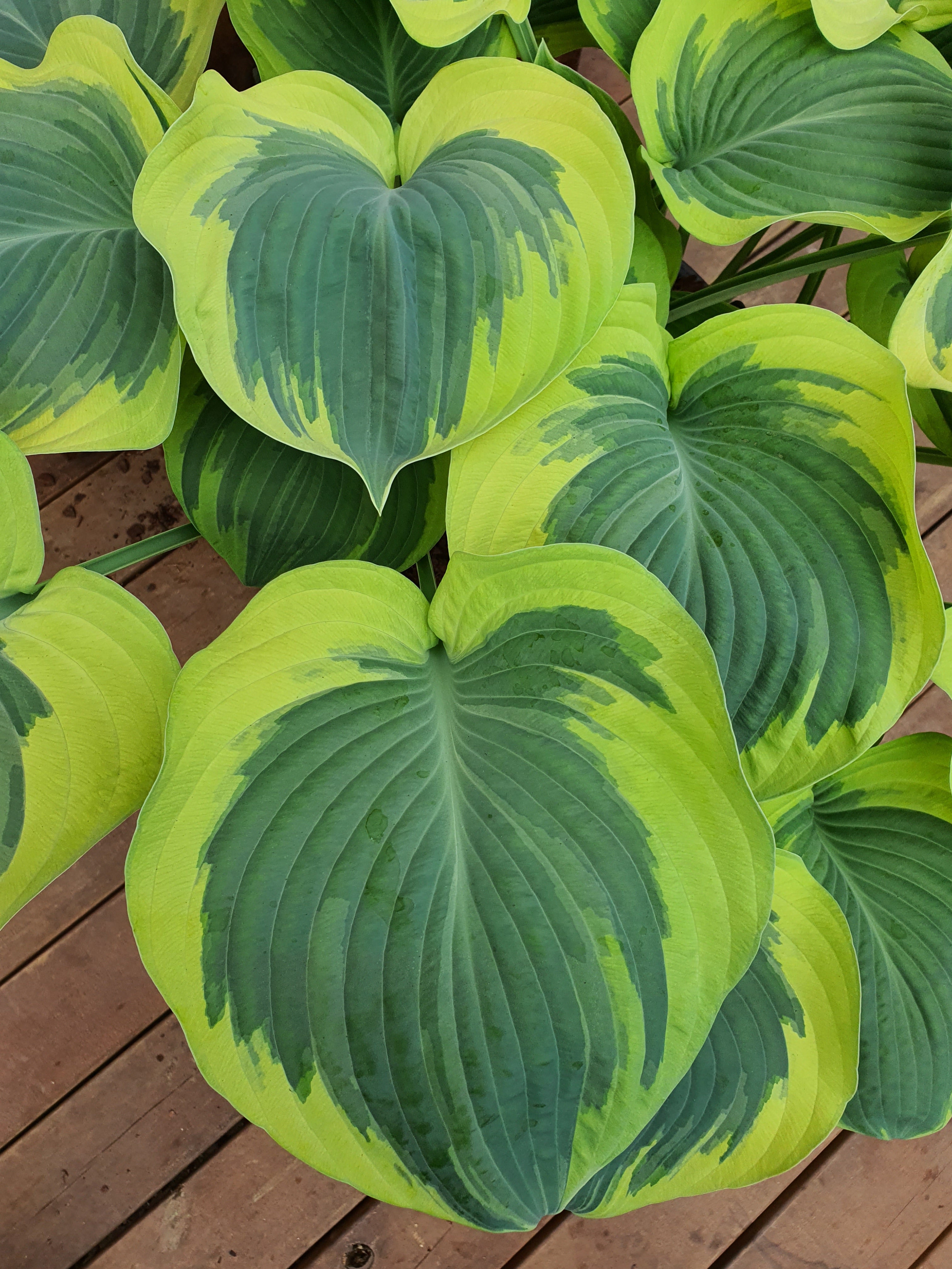 Hosta 'Orion's Belt' - New Forest Hostas & Hemerocallis