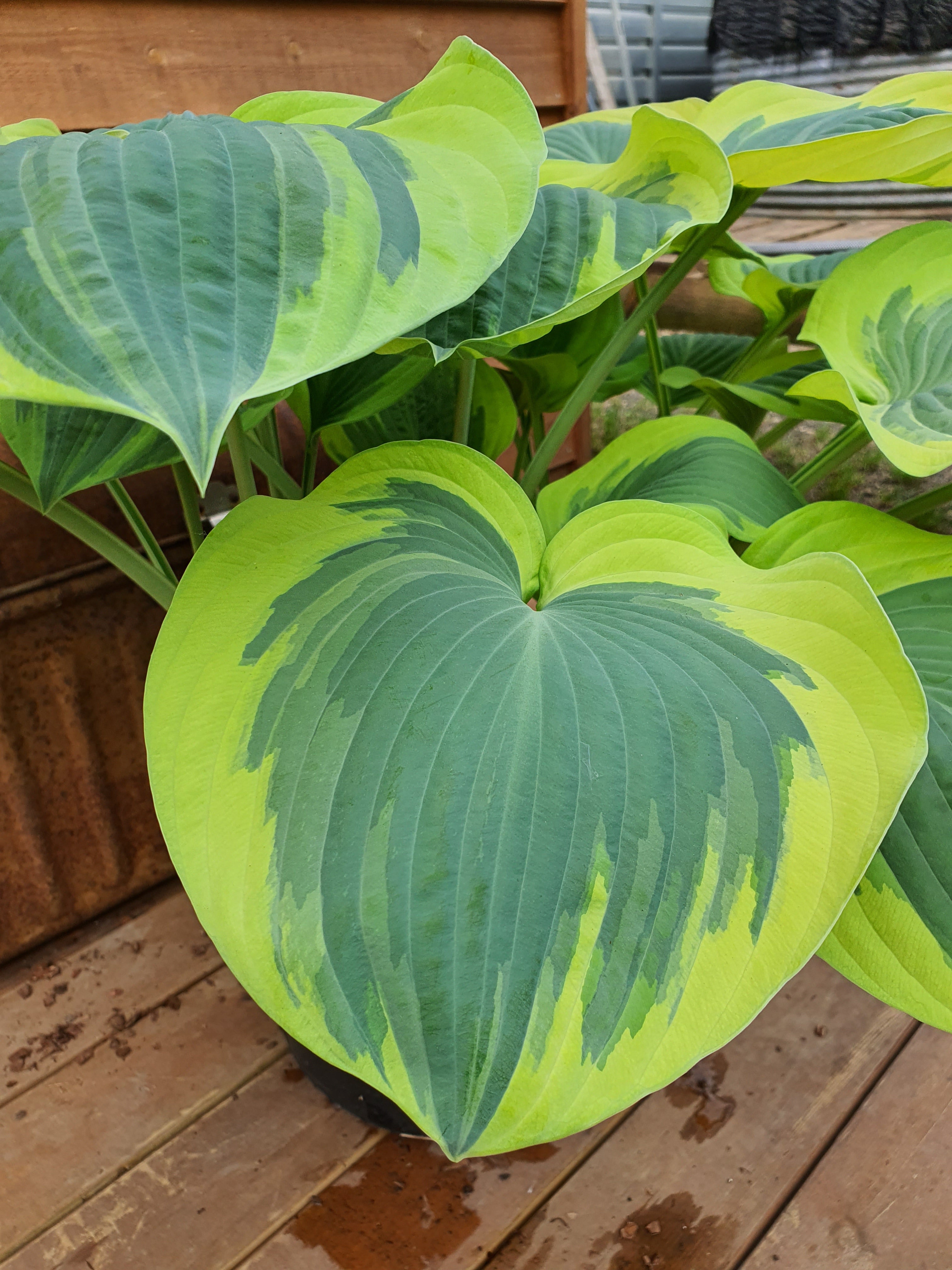 Hosta 'Orion's Belt' - Larger Specimen - New Forest Hostas & Hemerocallis