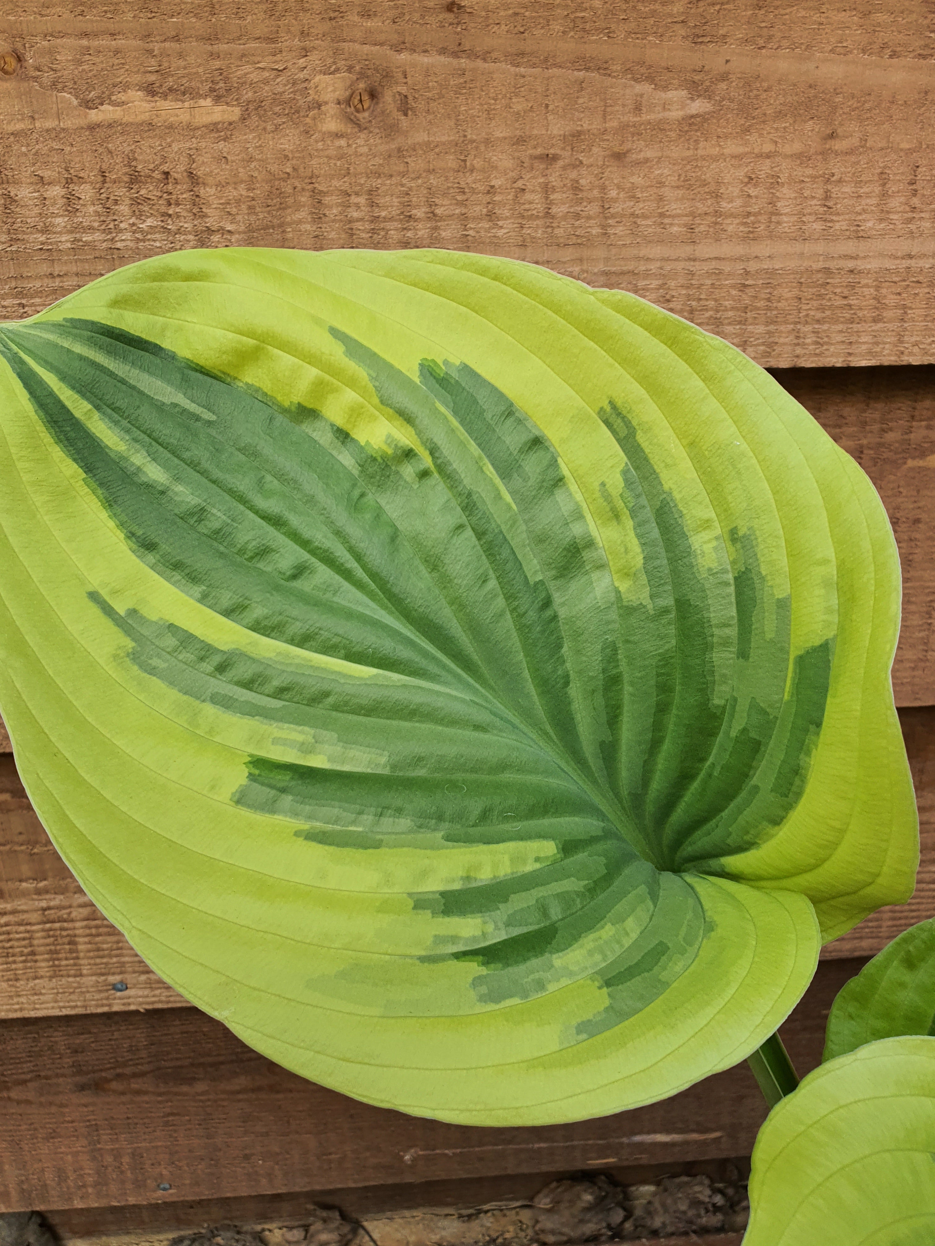 Hosta 'Oh Cindy' - Large Specimens - New Forest Hostas & Hemerocallis