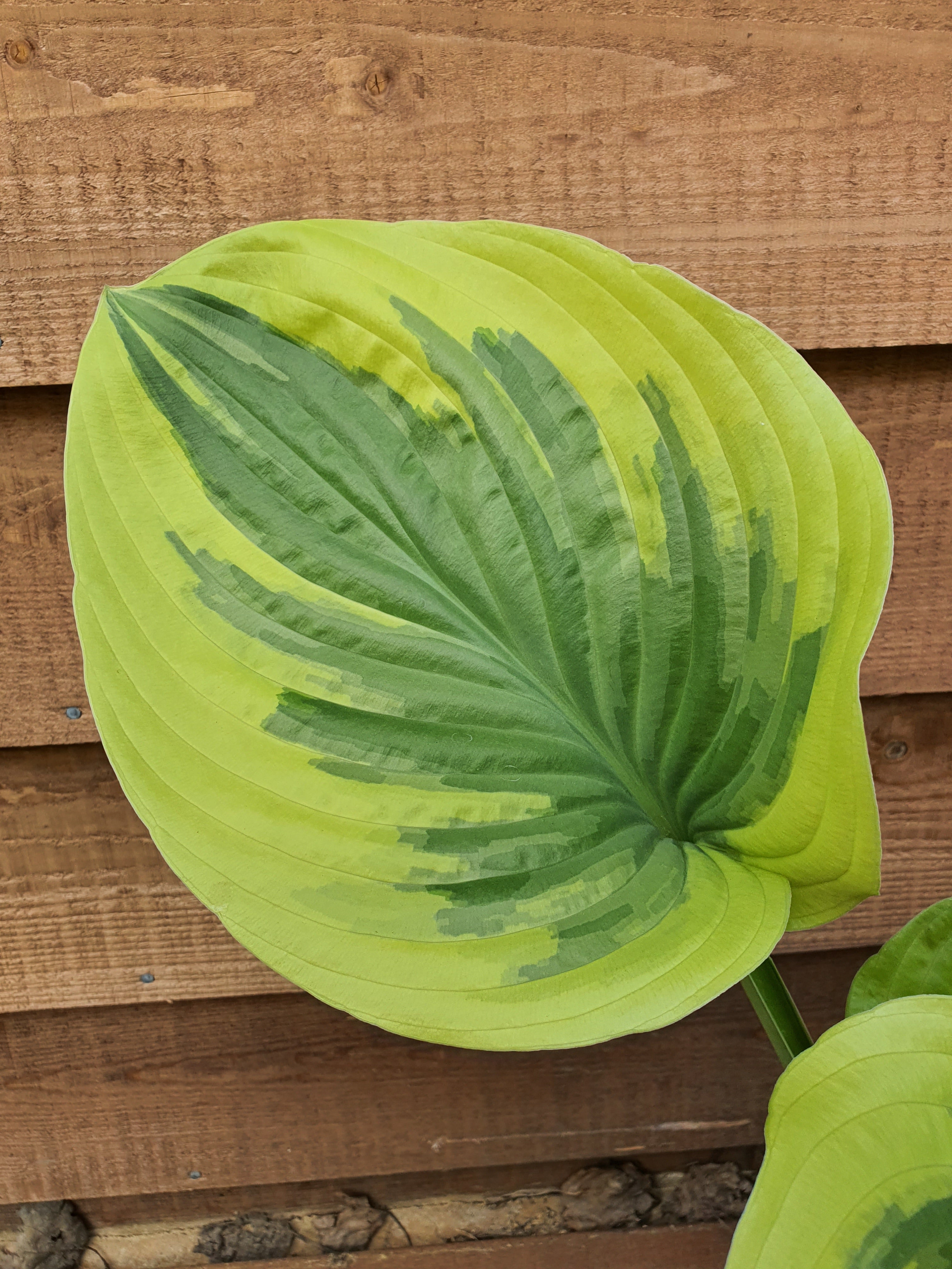 Hosta 'Oh Cindy' - Large Specimens - New Forest Hostas & Hemerocallis