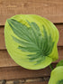 Hosta 'Oh Cindy' - Large Specimens - New Forest Hostas & Hemerocallis
