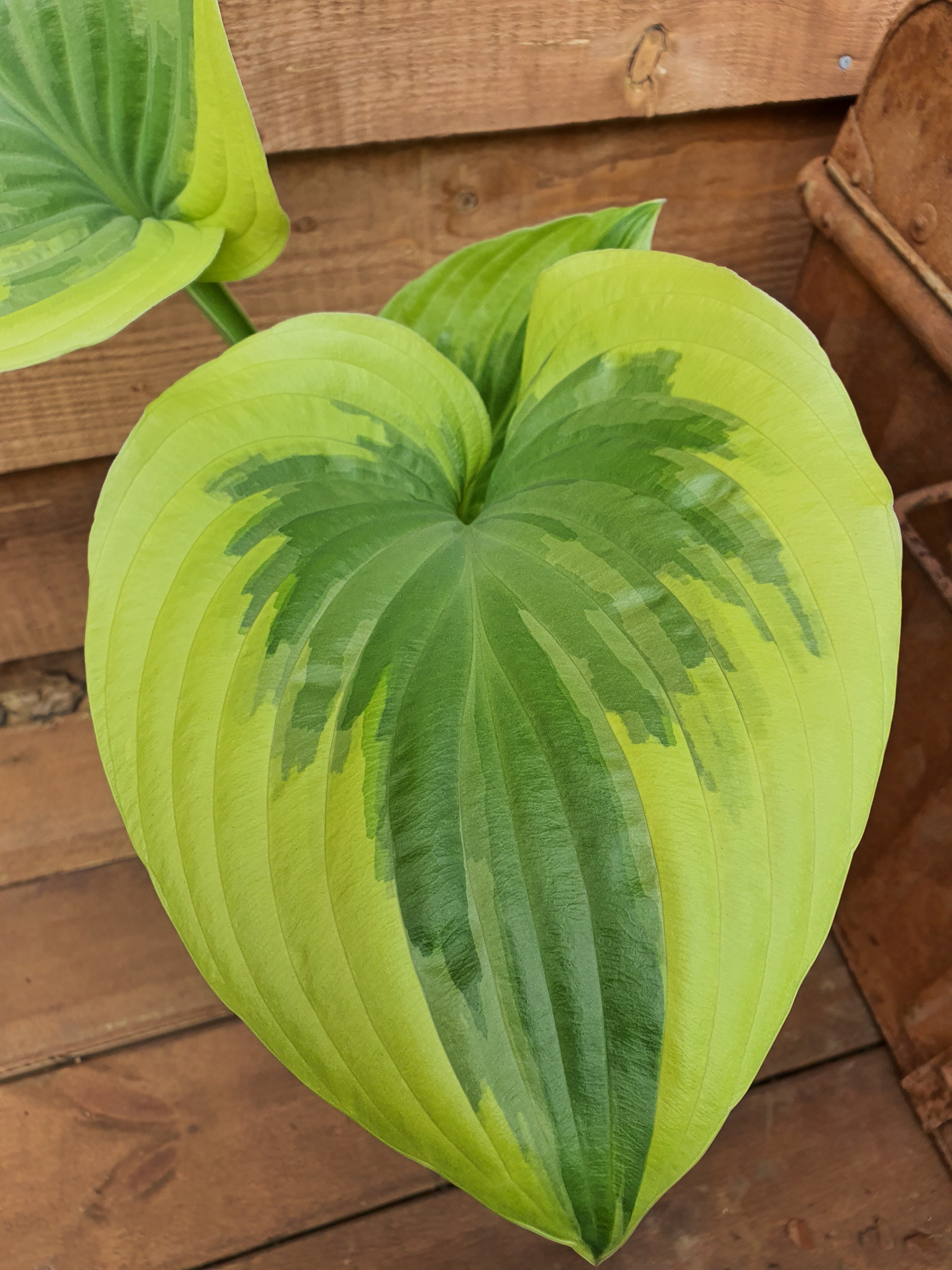 Hosta 'Oh Cindy' - Large Specimens - New Forest Hostas & Hemerocallis