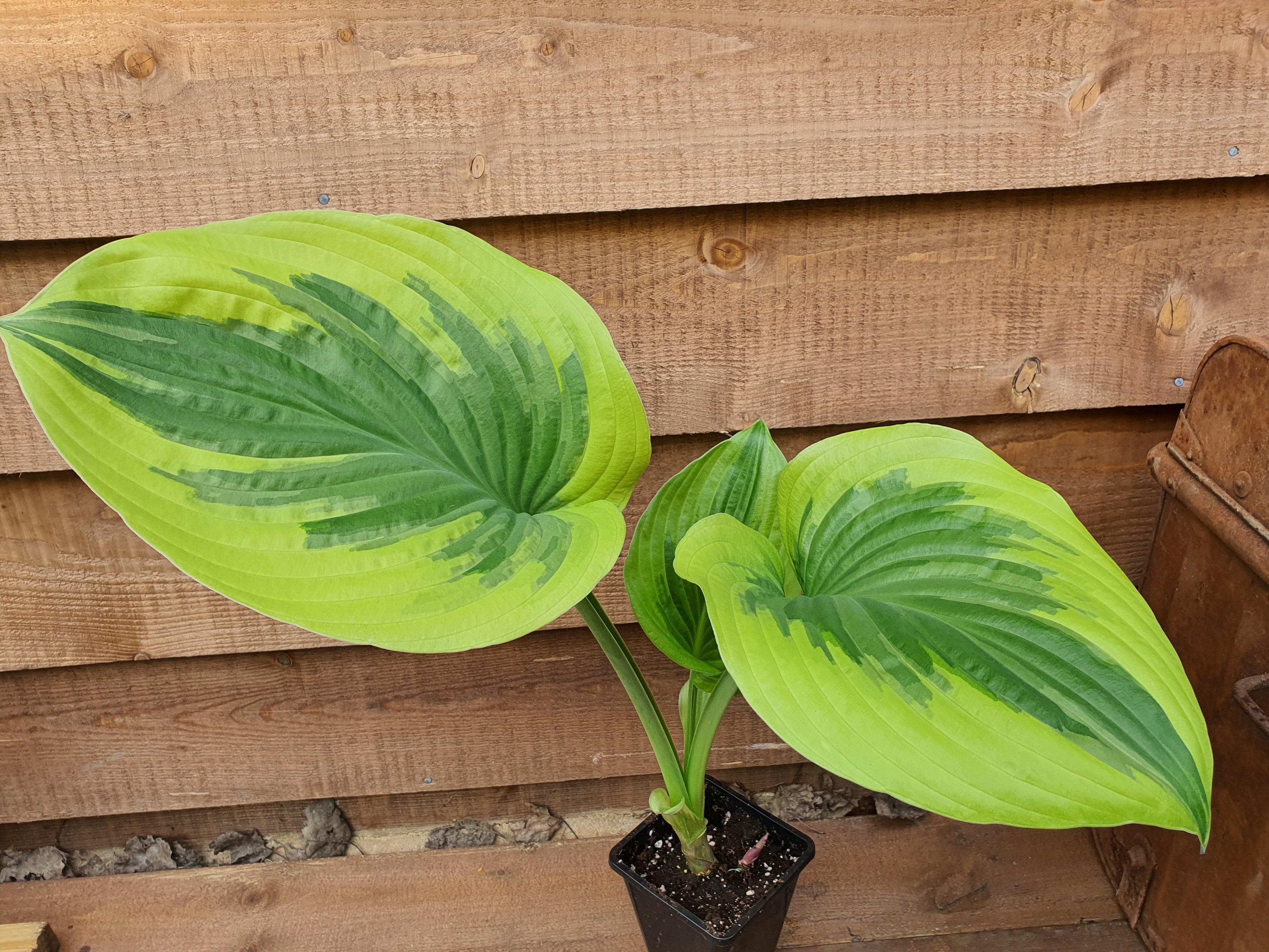 Hosta 'Oh Cindy' - Large Specimens - New Forest Hostas & Hemerocallis