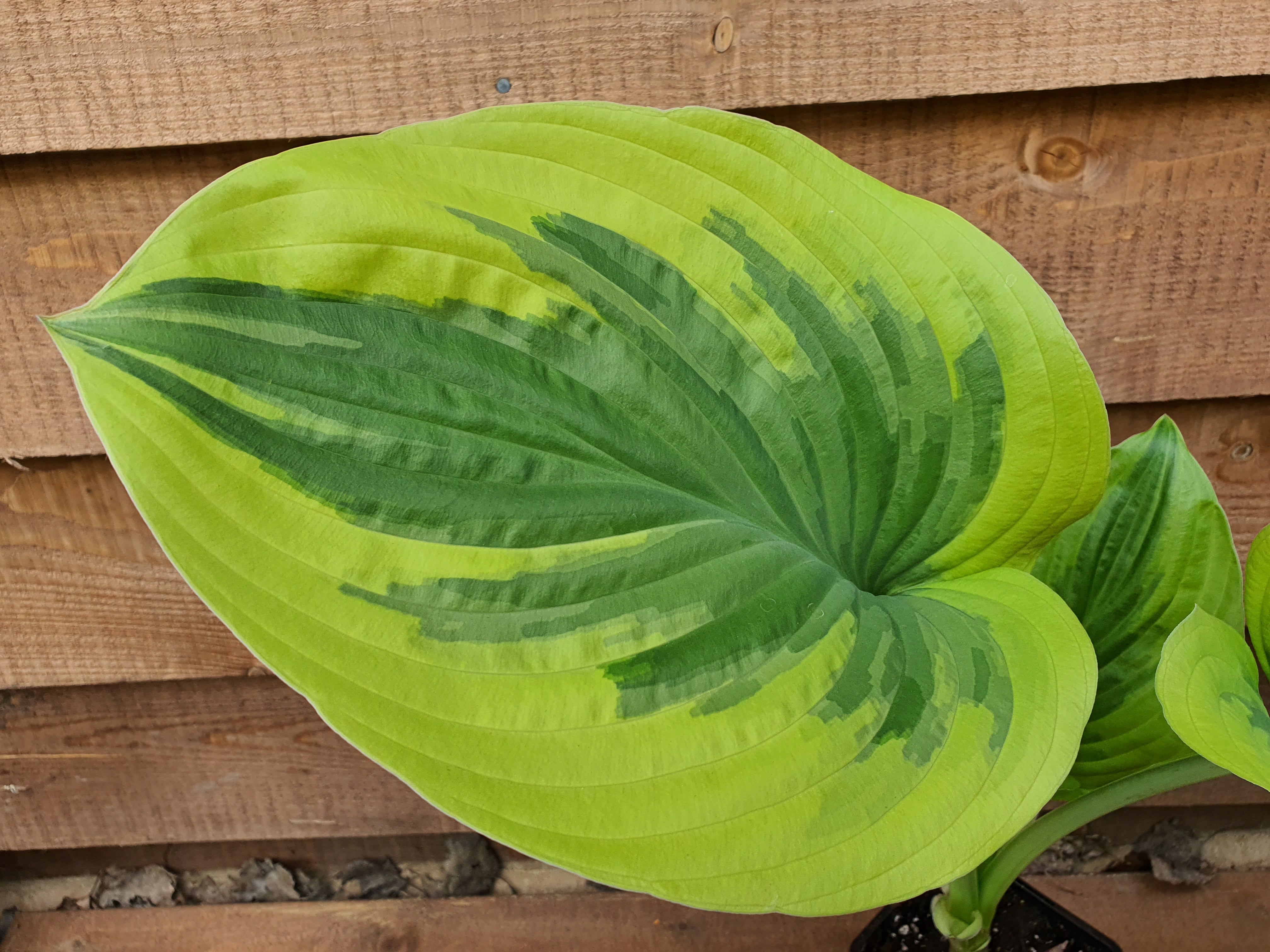 Hosta 'Oh Cindy' - Large Specimens - New Forest Hostas & Hemerocallis