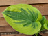 Hosta 'Oh Cindy' - Large Specimens - New Forest Hostas & Hemerocallis