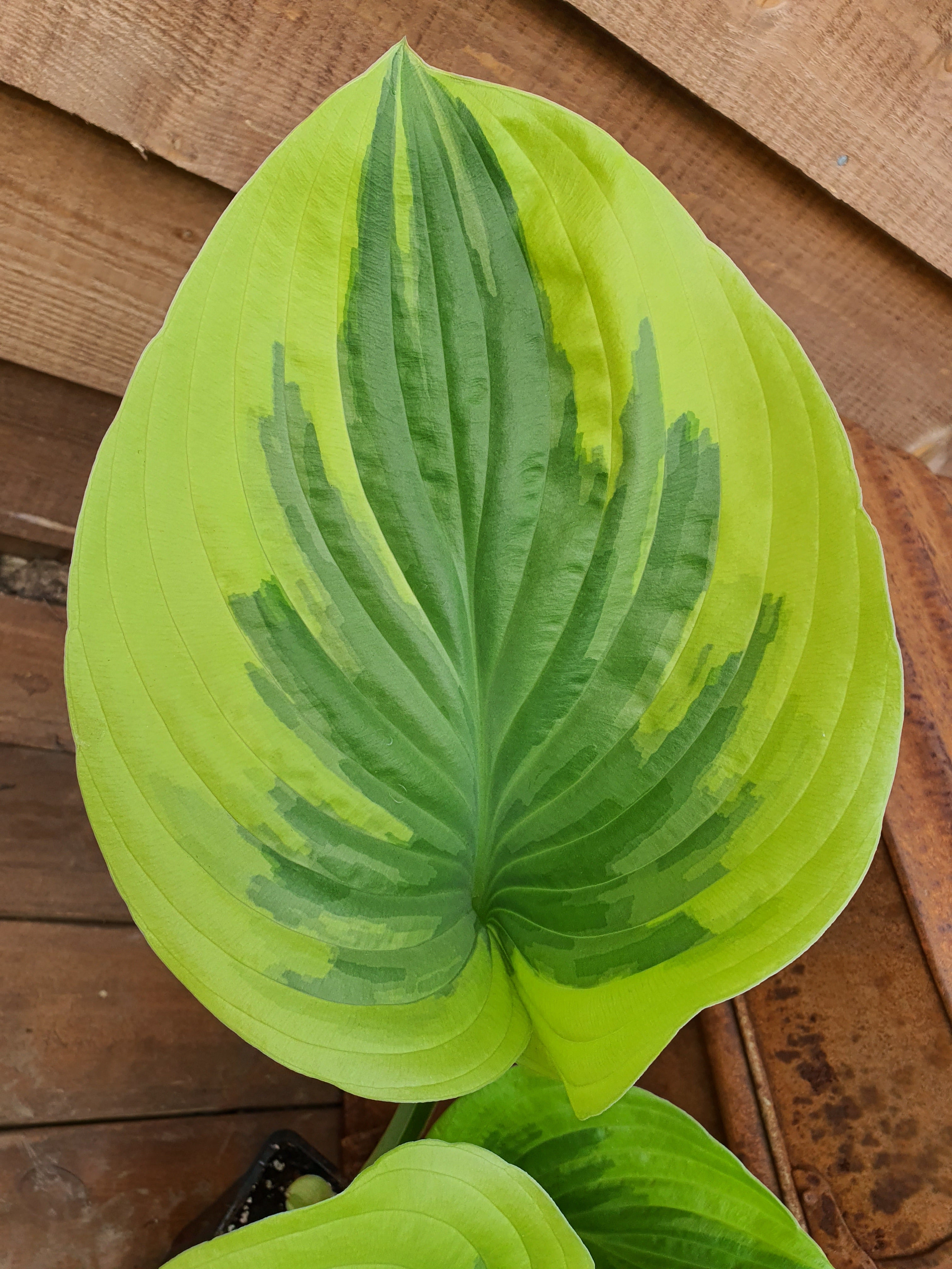 Hosta 'Oh Cindy' - Large Specimens - New Forest Hostas & Hemerocallis