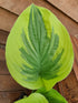Hosta 'Oh Cindy' - Large Specimens - New Forest Hostas & Hemerocallis