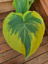 Hosta 'Broadway' - Larger Specimen - New Forest Hostas & Hemerocallis