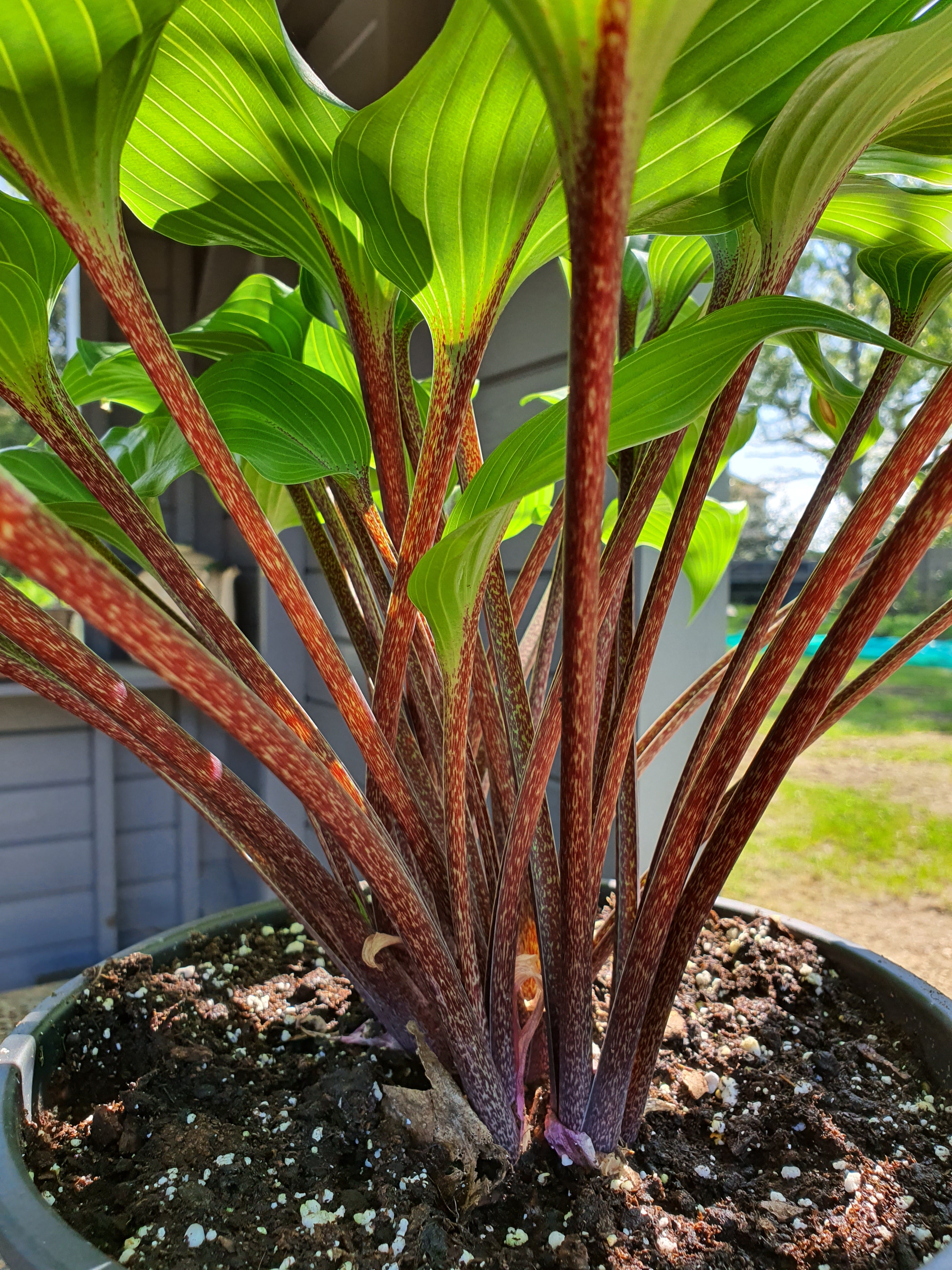 Hosta 'One Man's Treasure' - New Forest Hostas & Hemerocallis