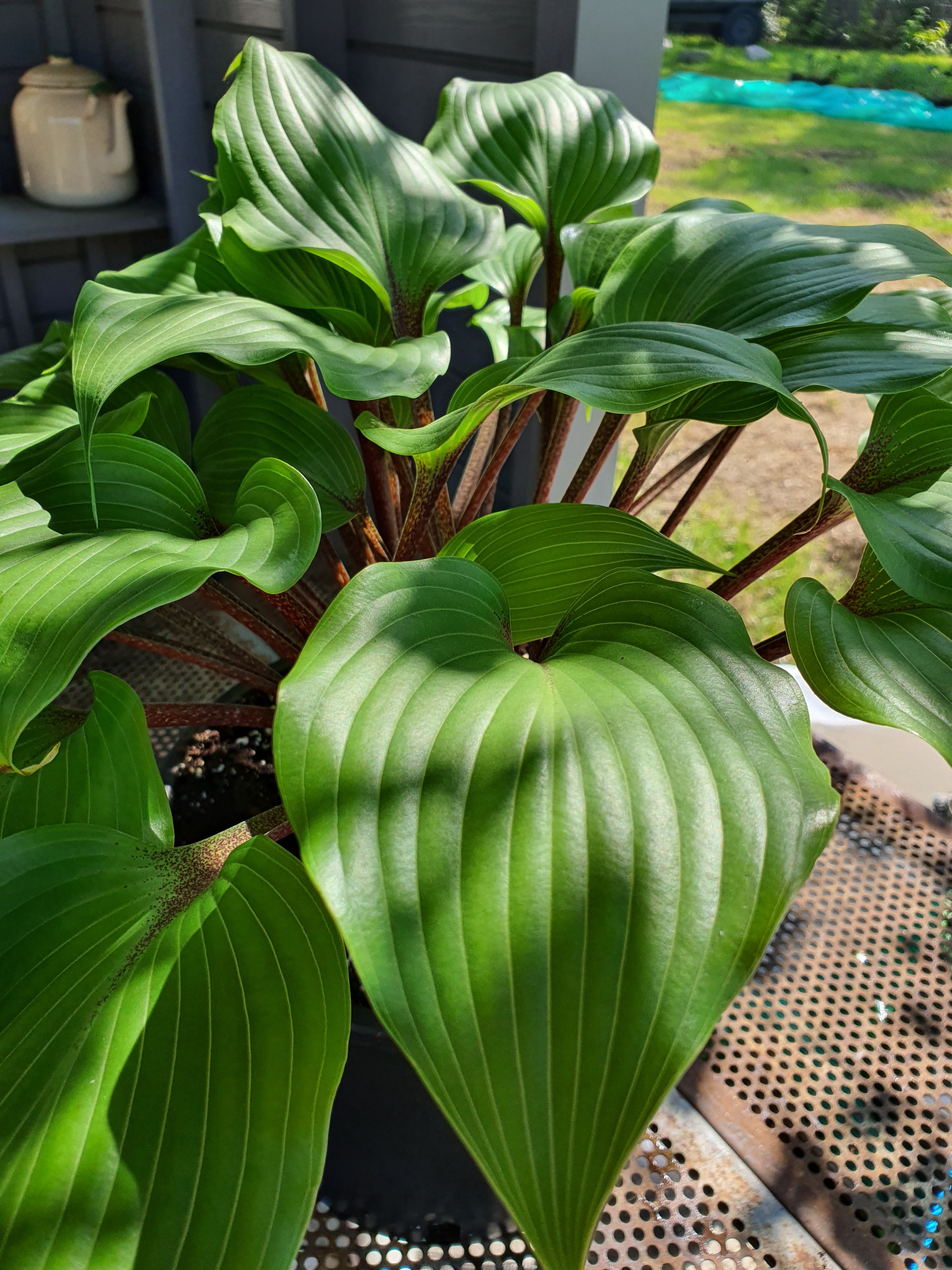Hosta 'One Man's Treasure' - New Forest Hostas & Hemerocallis