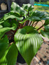 Hosta 'One Man's Treasure' - New Forest Hostas & Hemerocallis