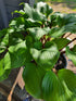 Hosta 'One Man's Treasure' - New Forest Hostas & Hemerocallis