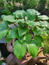 Hosta 'One Man's Treasure' - New Forest Hostas & Hemerocallis