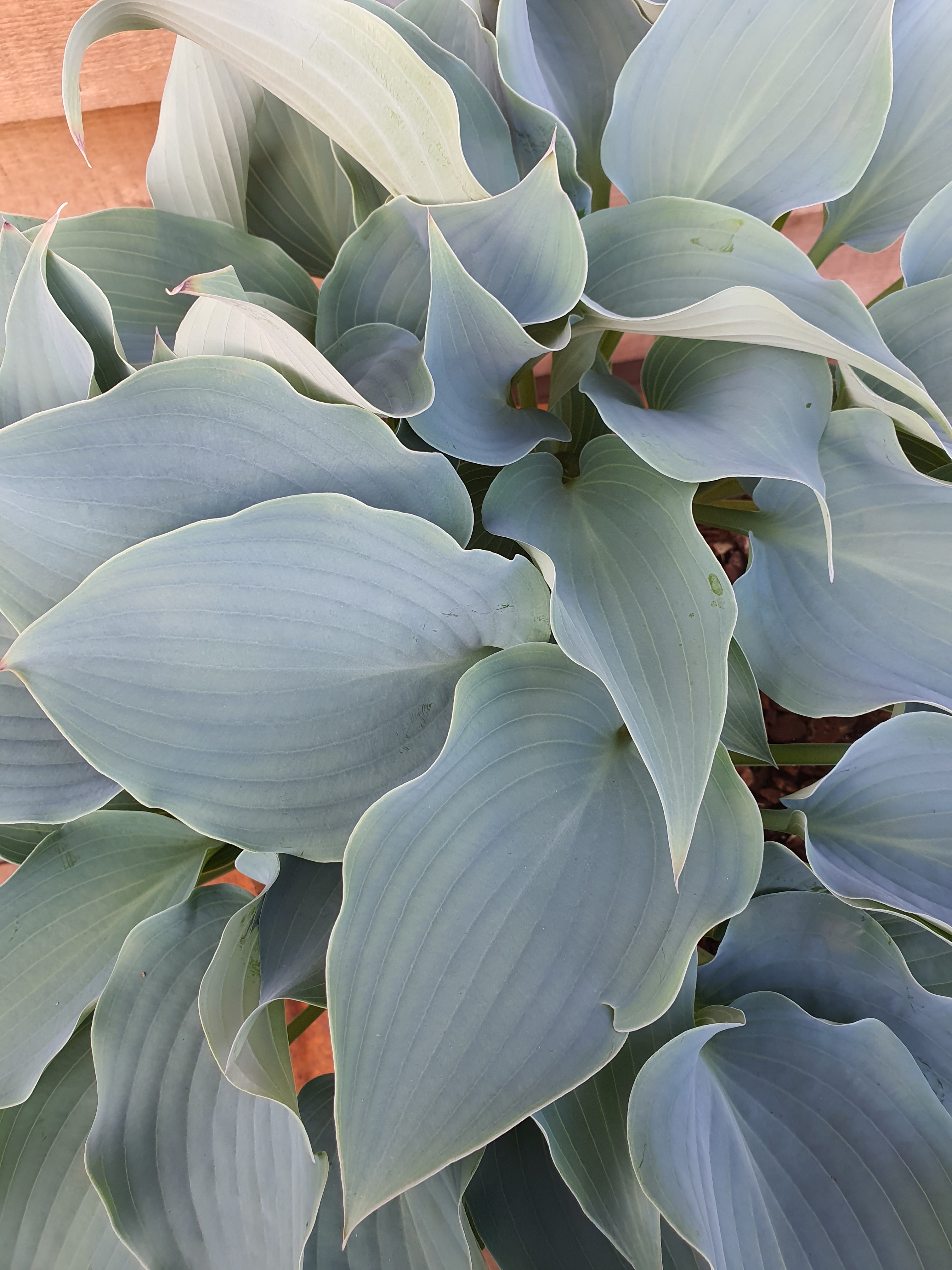 Hosta 'Flemish Sky' - New Forest Hostas & Hemerocallis