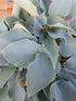 Hosta 'Flemish Sky' - New Forest Hostas & Hemerocallis