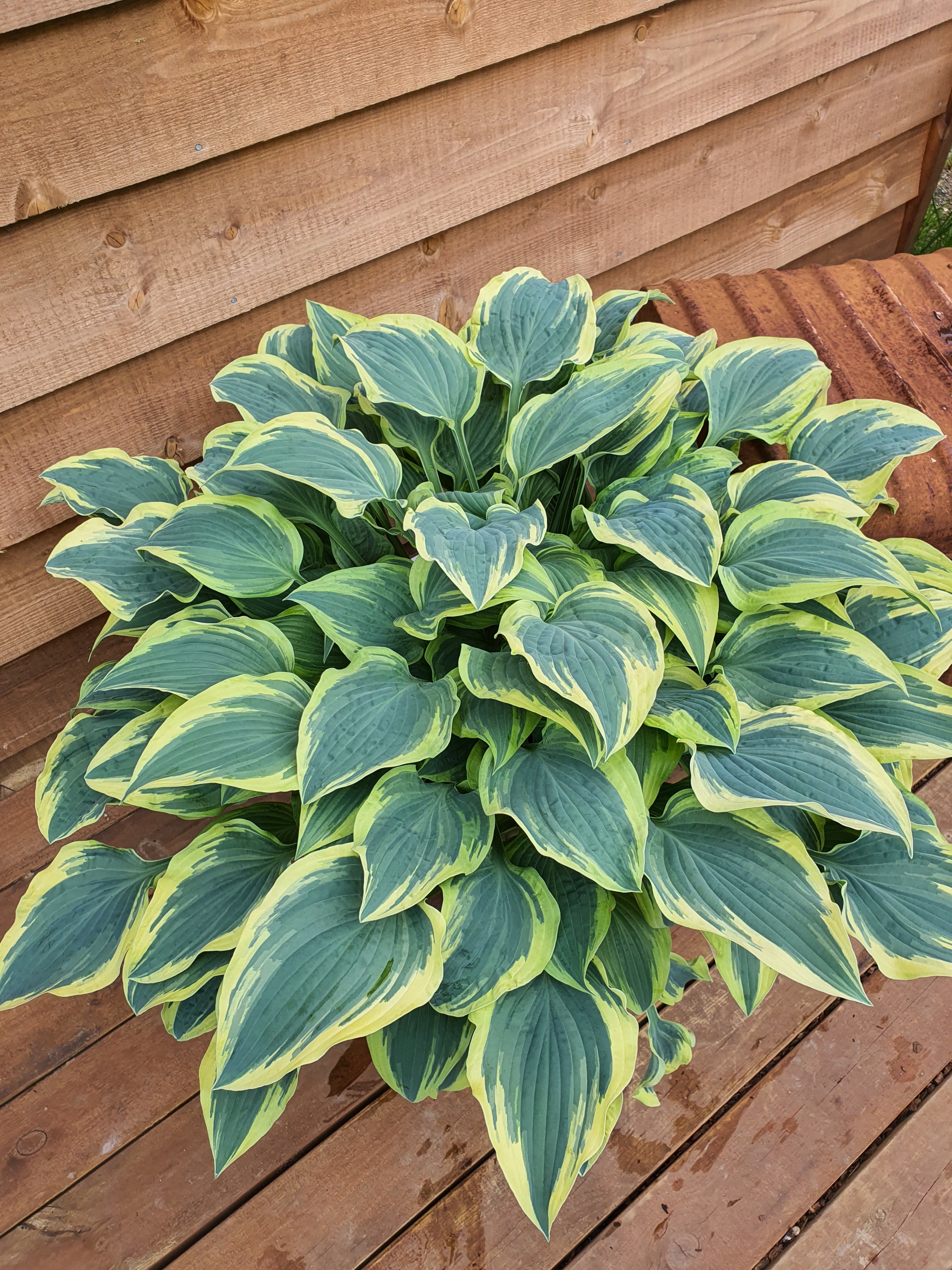 Hosta 'Lacy Belle' - New Forest Hostas & Hemerocallis