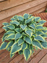 Hosta 'Lacy Belle' - New Forest Hostas & Hemerocallis