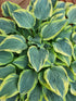 Hosta 'Lacy Belle' - New Forest Hostas & Hemerocallis