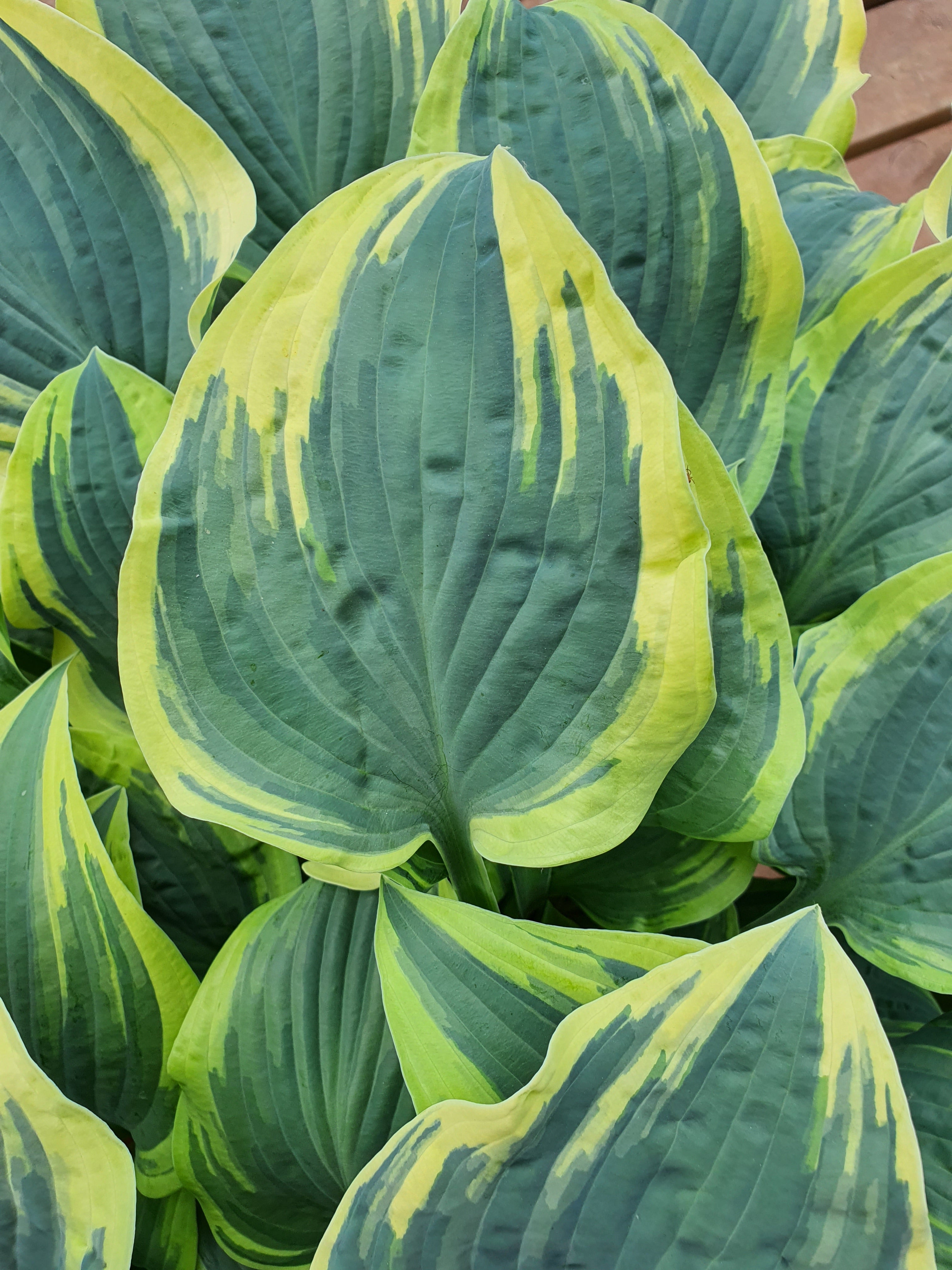 Hosta 'Lacy Belle' - New Forest Hostas & Hemerocallis