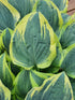 Hosta 'Lacy Belle' - New Forest Hostas & Hemerocallis
