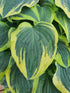 Hosta 'Lacy Belle' - New Forest Hostas & Hemerocallis