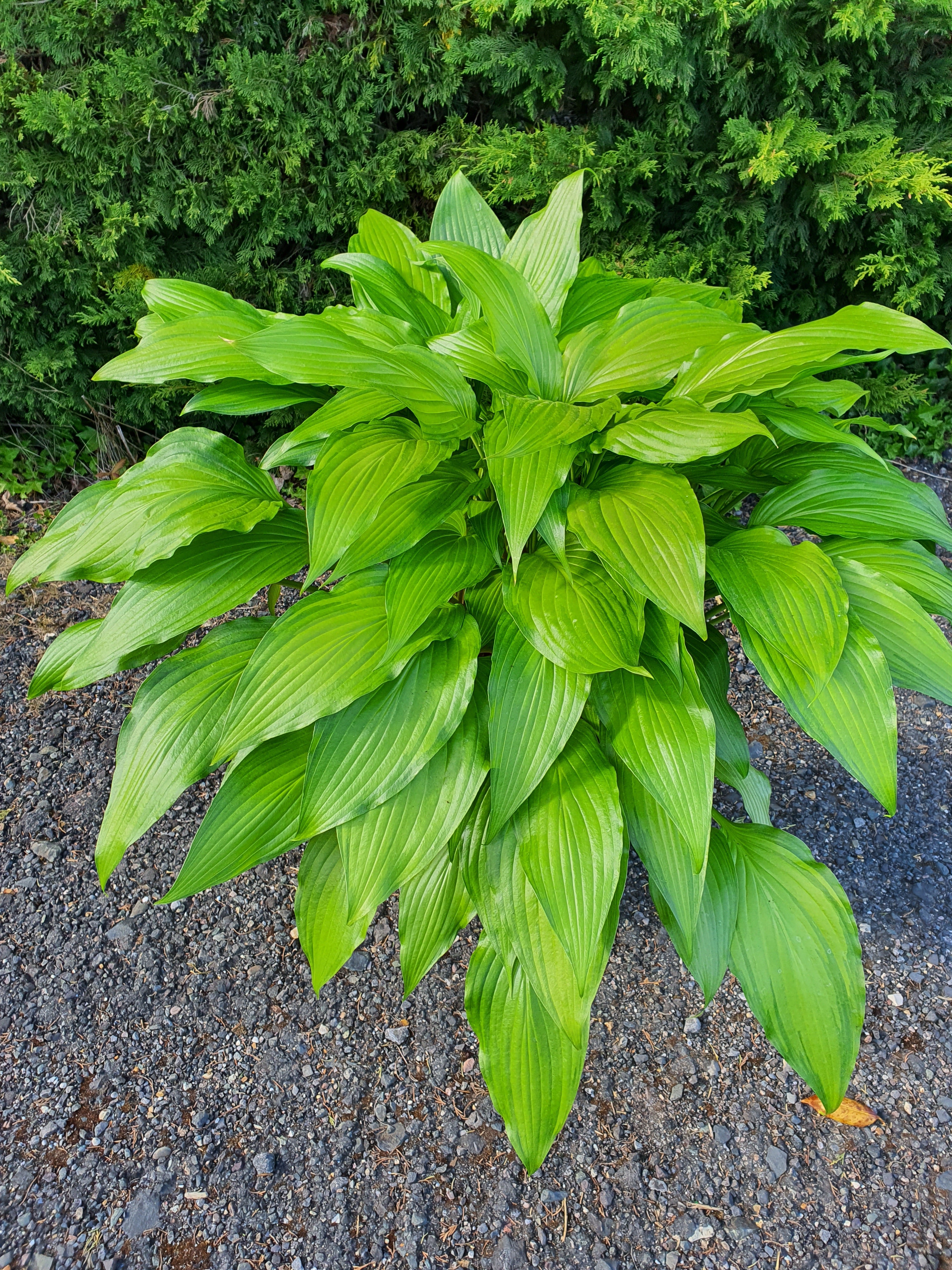 Hosta 'Spritzer' - New Forest Hostas & Hemerocallis