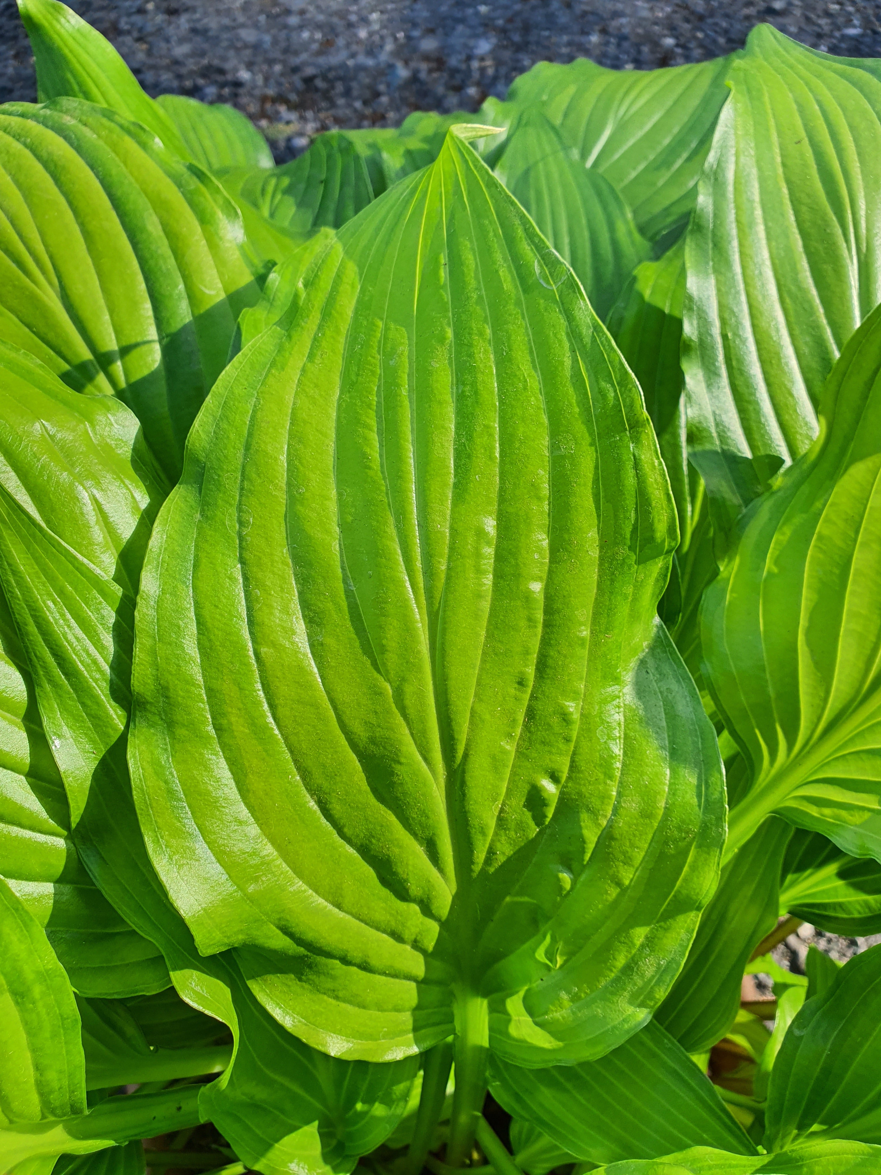 Hosta 'Spritzer' - New Forest Hostas & Hemerocallis