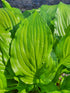 Hosta 'Spritzer' - New Forest Hostas & Hemerocallis