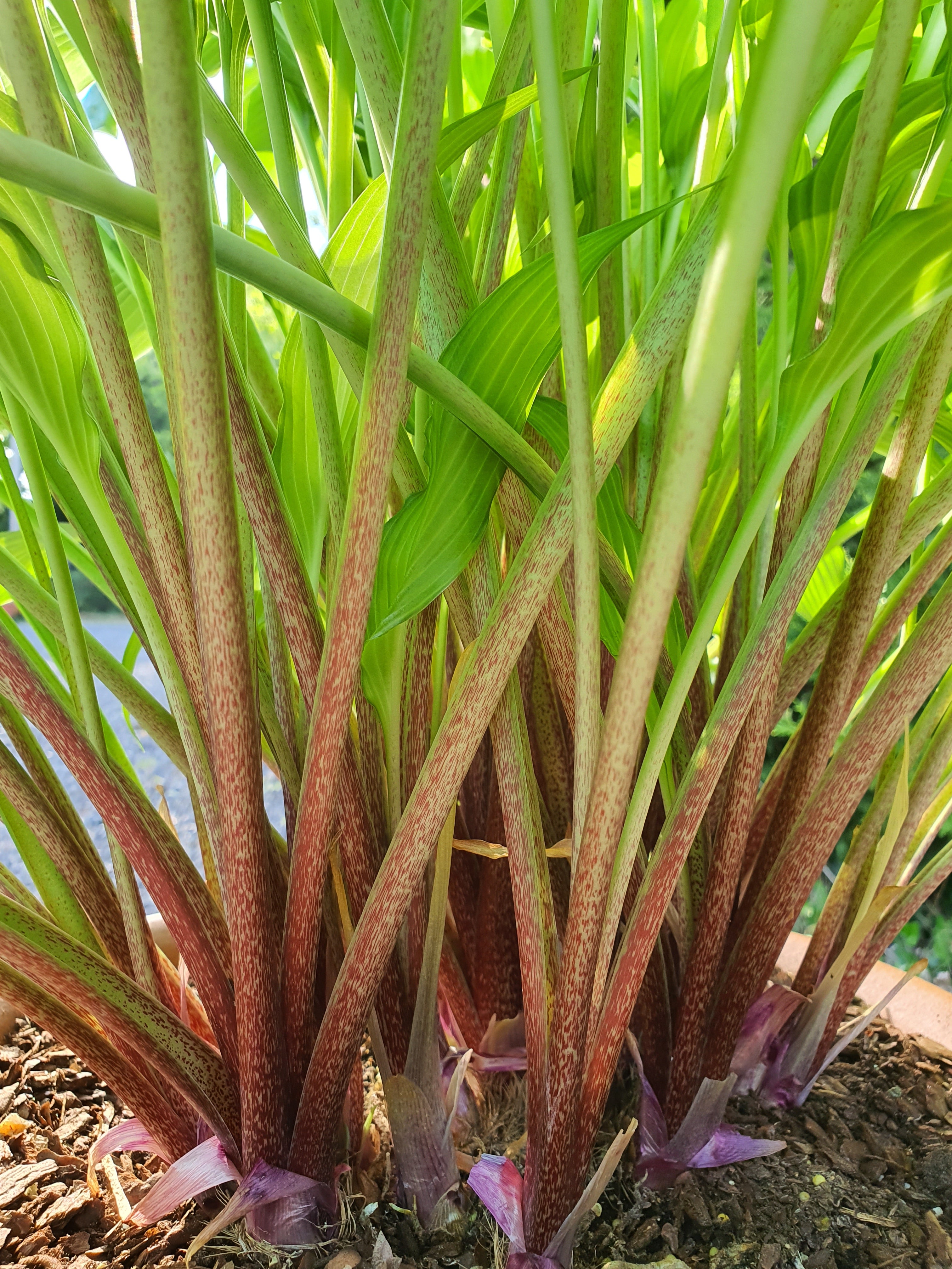 Hosta 'Spritzer' - New Forest Hostas & Hemerocallis