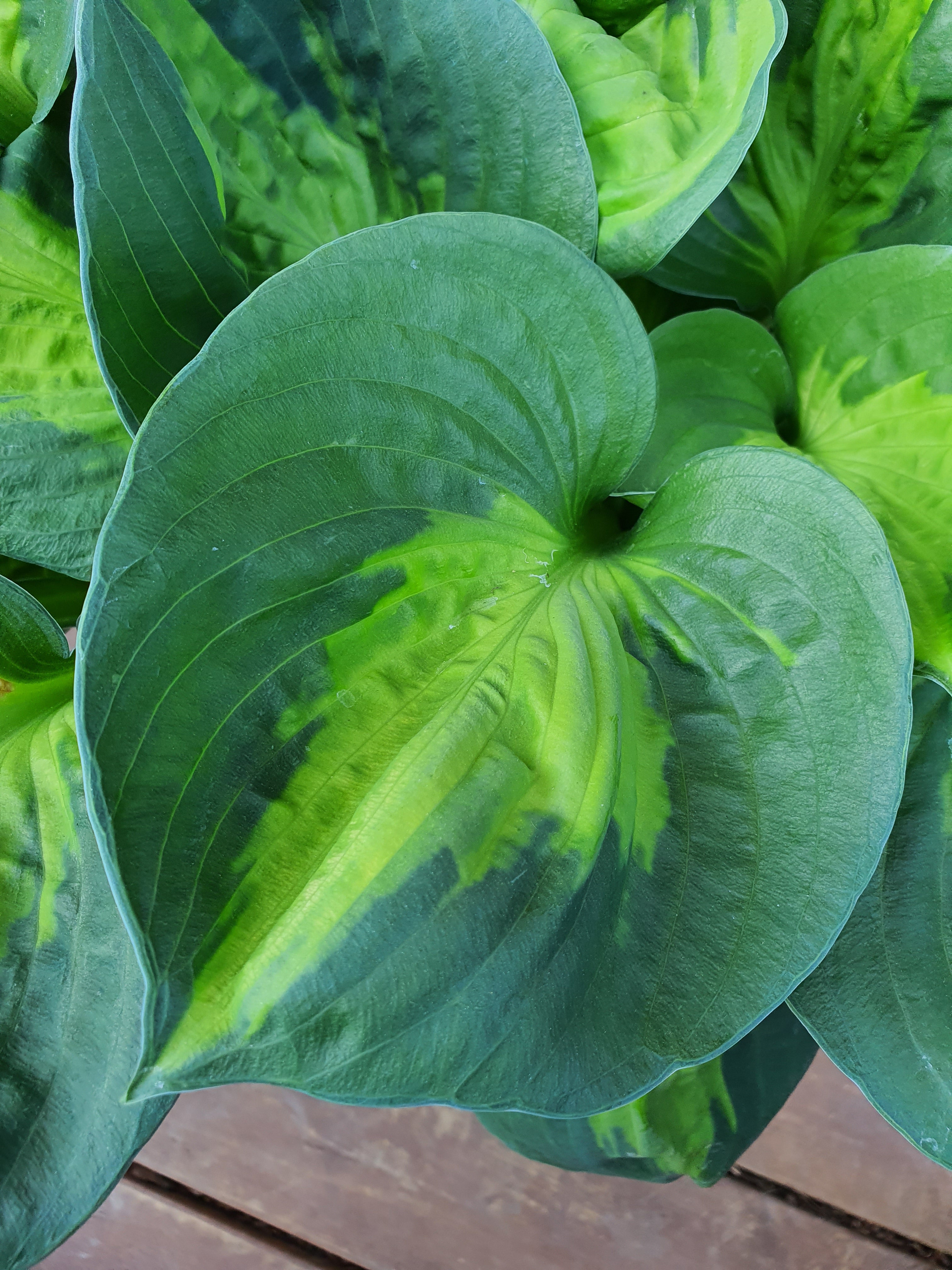 Hosta 'Sunset Grooves' - New Forest Hostas & Hemerocallis