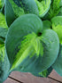 Hosta 'Sunset Grooves' - New Forest Hostas & Hemerocallis