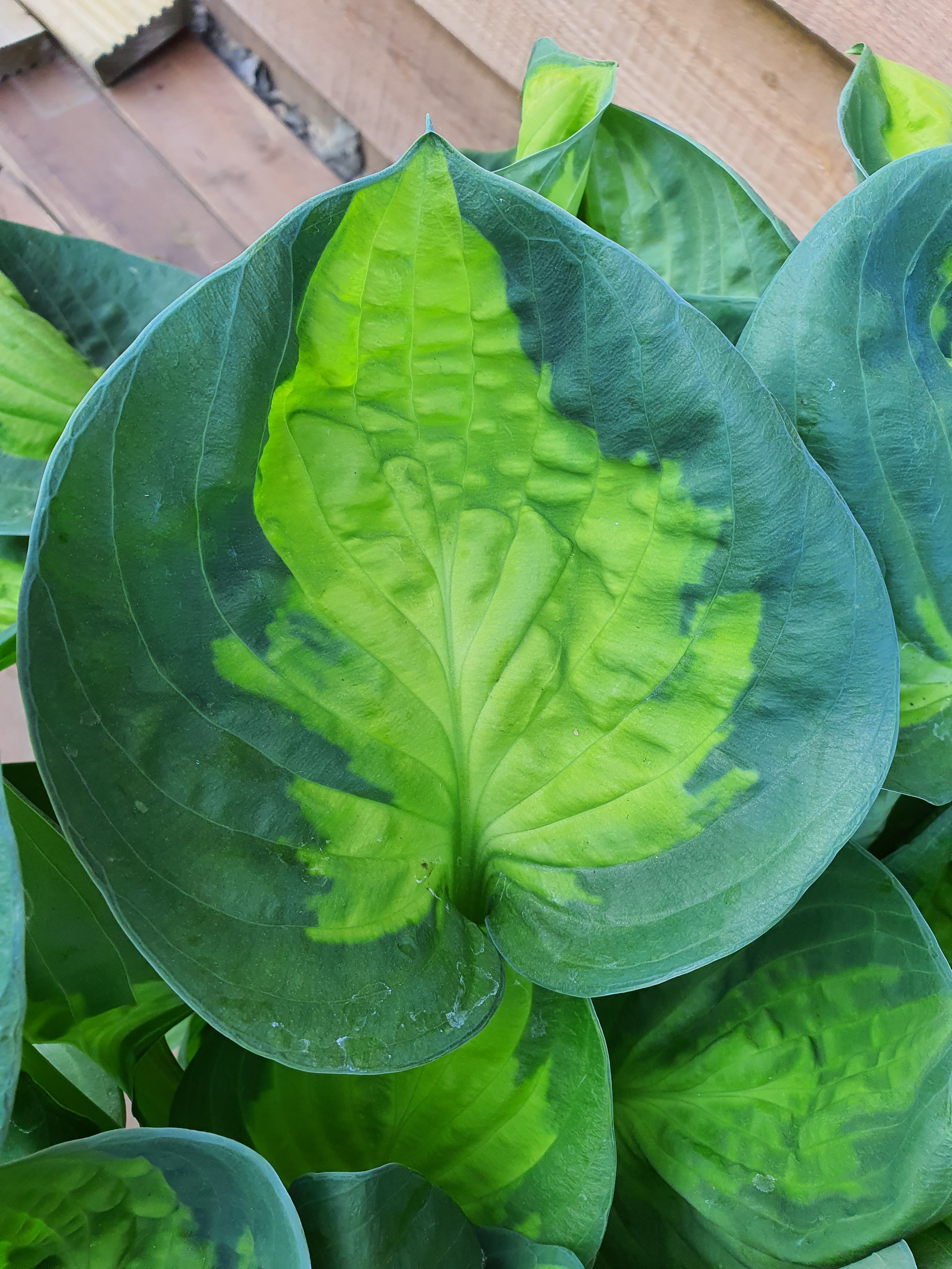 Hosta 'Sunset Grooves' - New Forest Hostas & Hemerocallis
