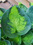 Hosta 'Sunset Grooves' - New Forest Hostas & Hemerocallis