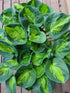 Hosta 'Sunset Grooves' - New Forest Hostas & Hemerocallis
