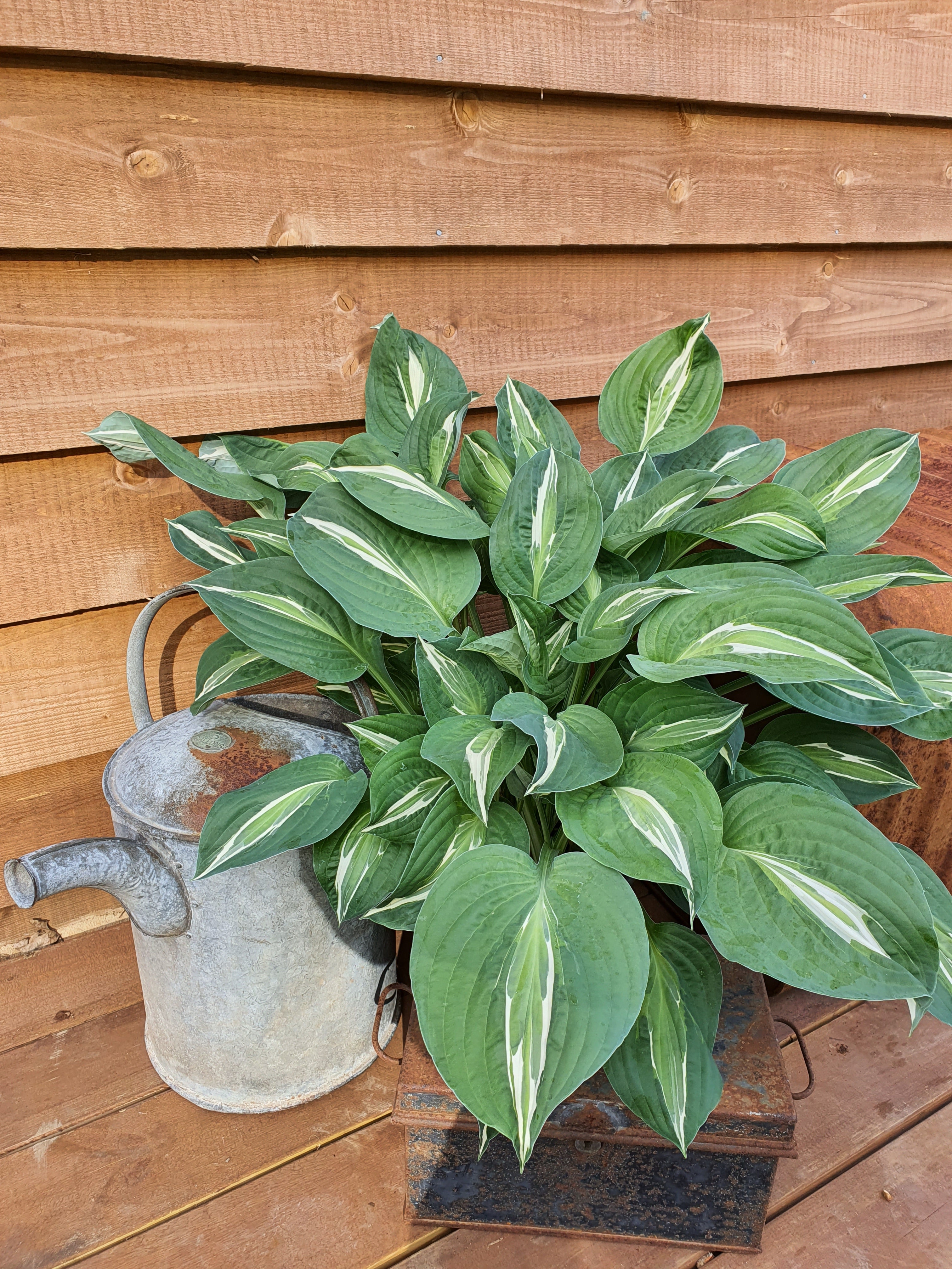 Hosta 'Snake Eyes' - New Forest Hostas & Hemerocallis