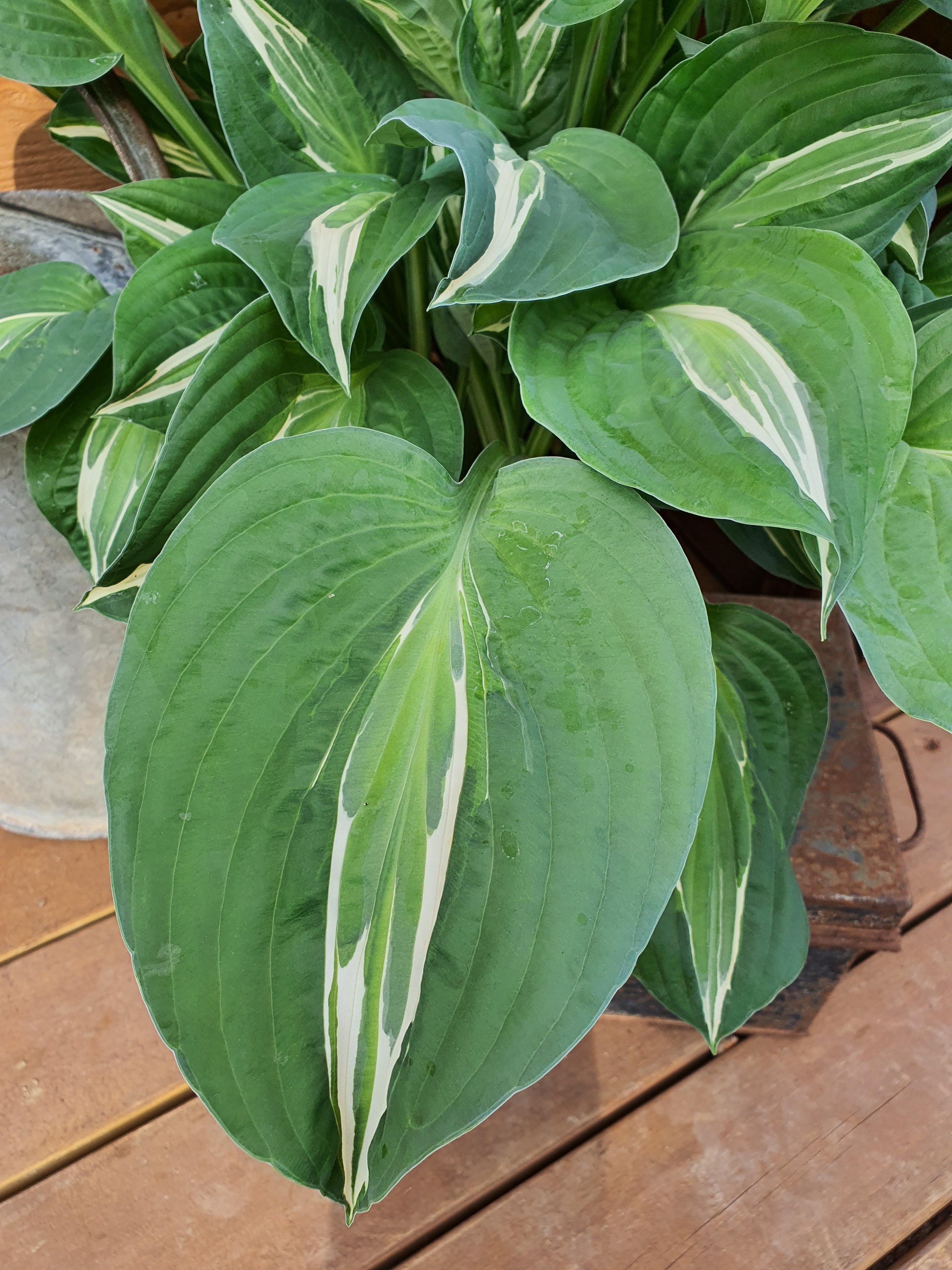 Hosta 'Snake Eyes' - New Forest Hostas & Hemerocallis