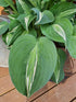 Hosta 'Snake Eyes' - New Forest Hostas & Hemerocallis