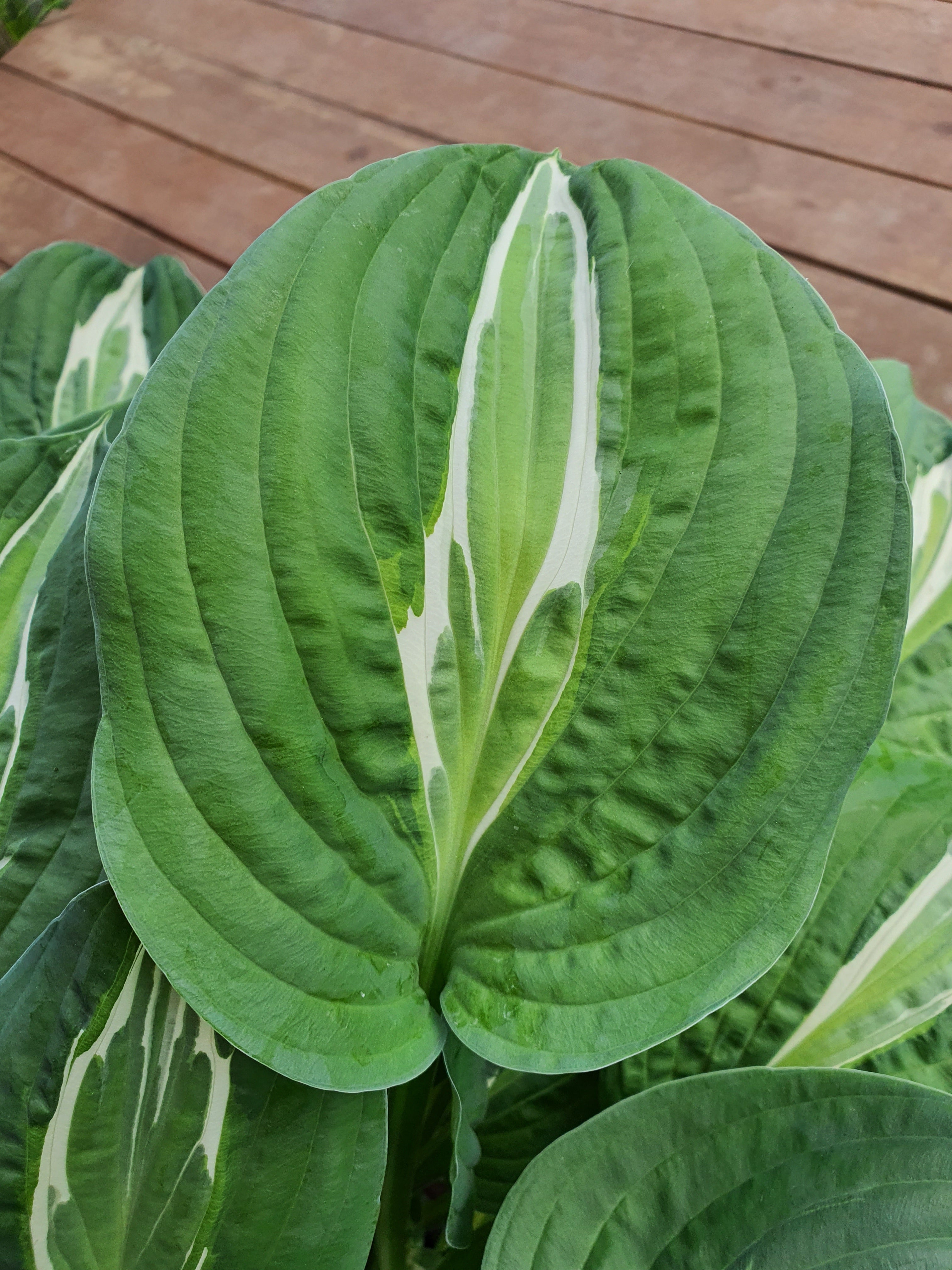 Hosta 'Snake Eyes' - New Forest Hostas & Hemerocallis
