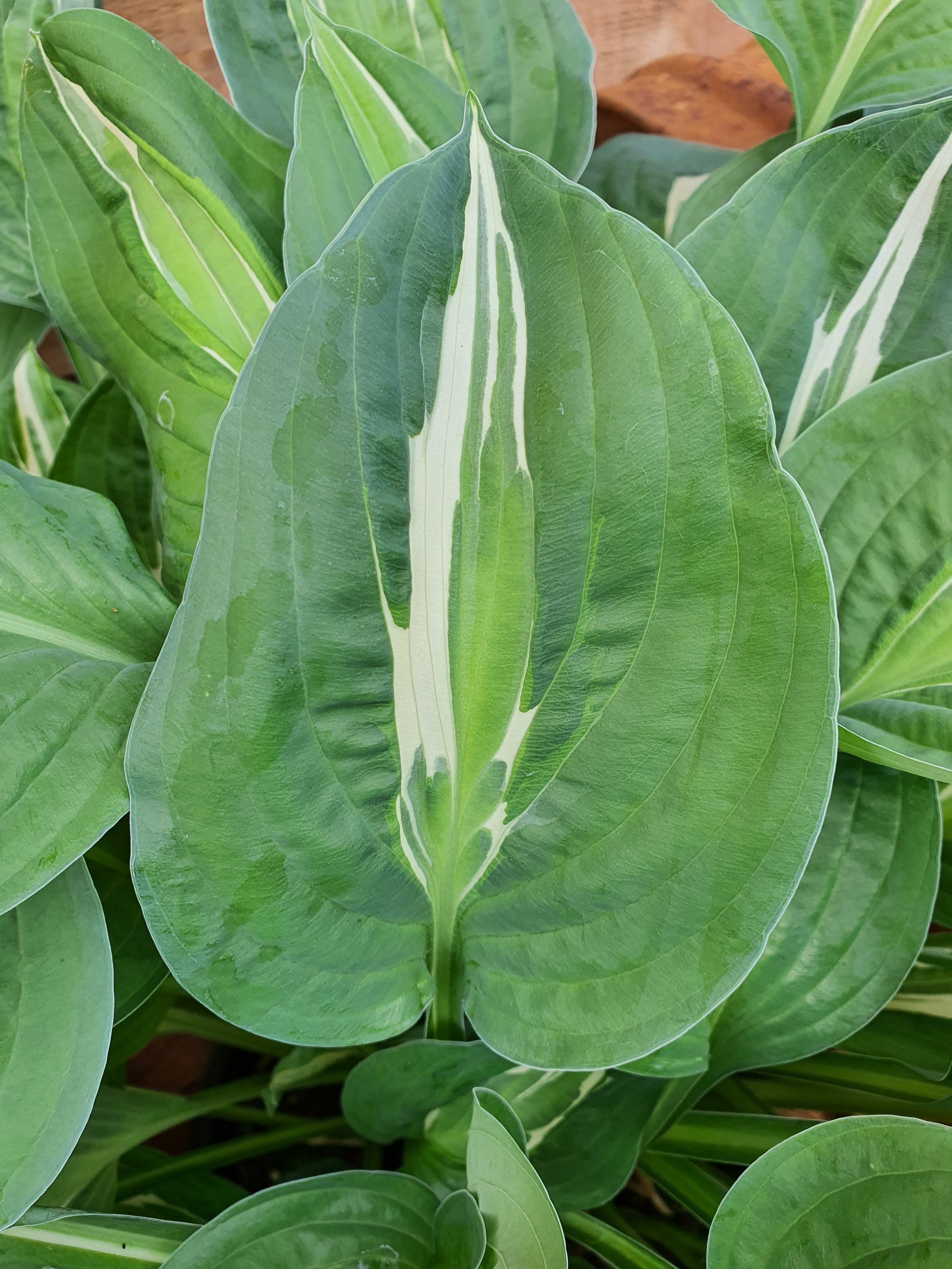 Hosta 'Snake Eyes' - New Forest Hostas & Hemerocallis
