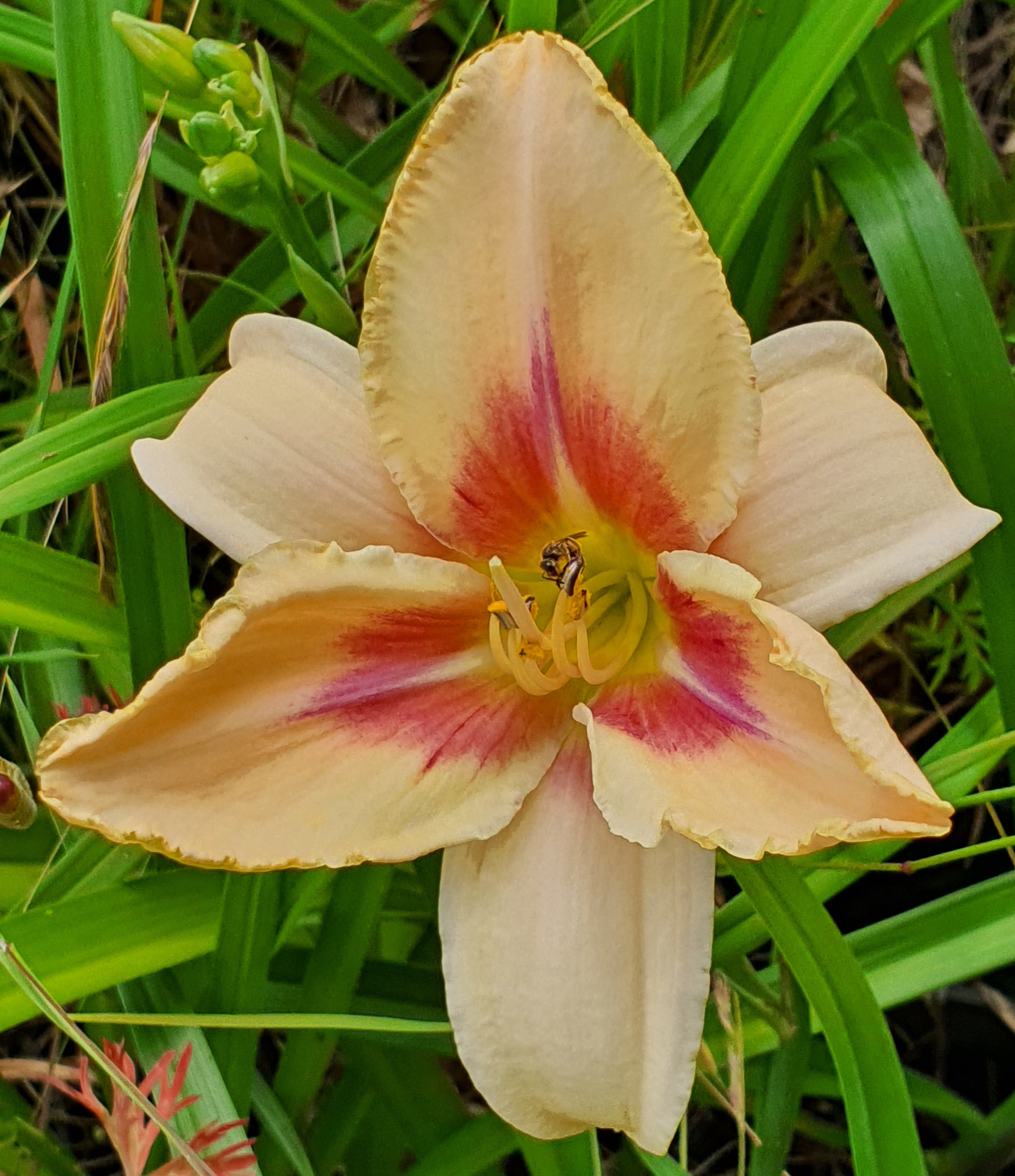 Hemerocallis 'Chicago Picotee Lace' - New Forest Hostas & Hemerocallis