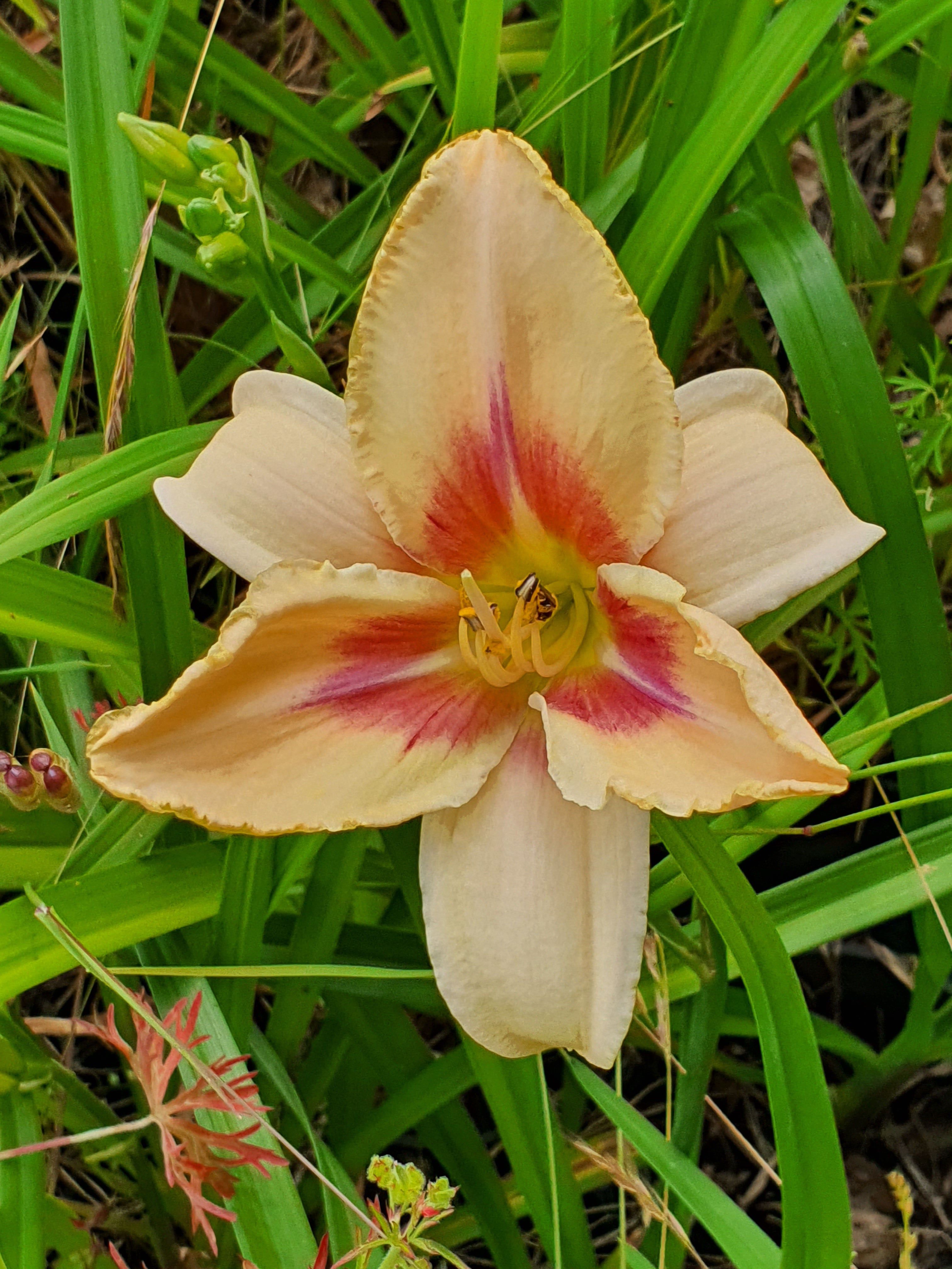Hemerocallis 'Chicago Picotee Lace' - New Forest Hostas & Hemerocallis