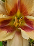 Hemerocallis 'Chicago Picotee Lace' - New Forest Hostas & Hemerocallis