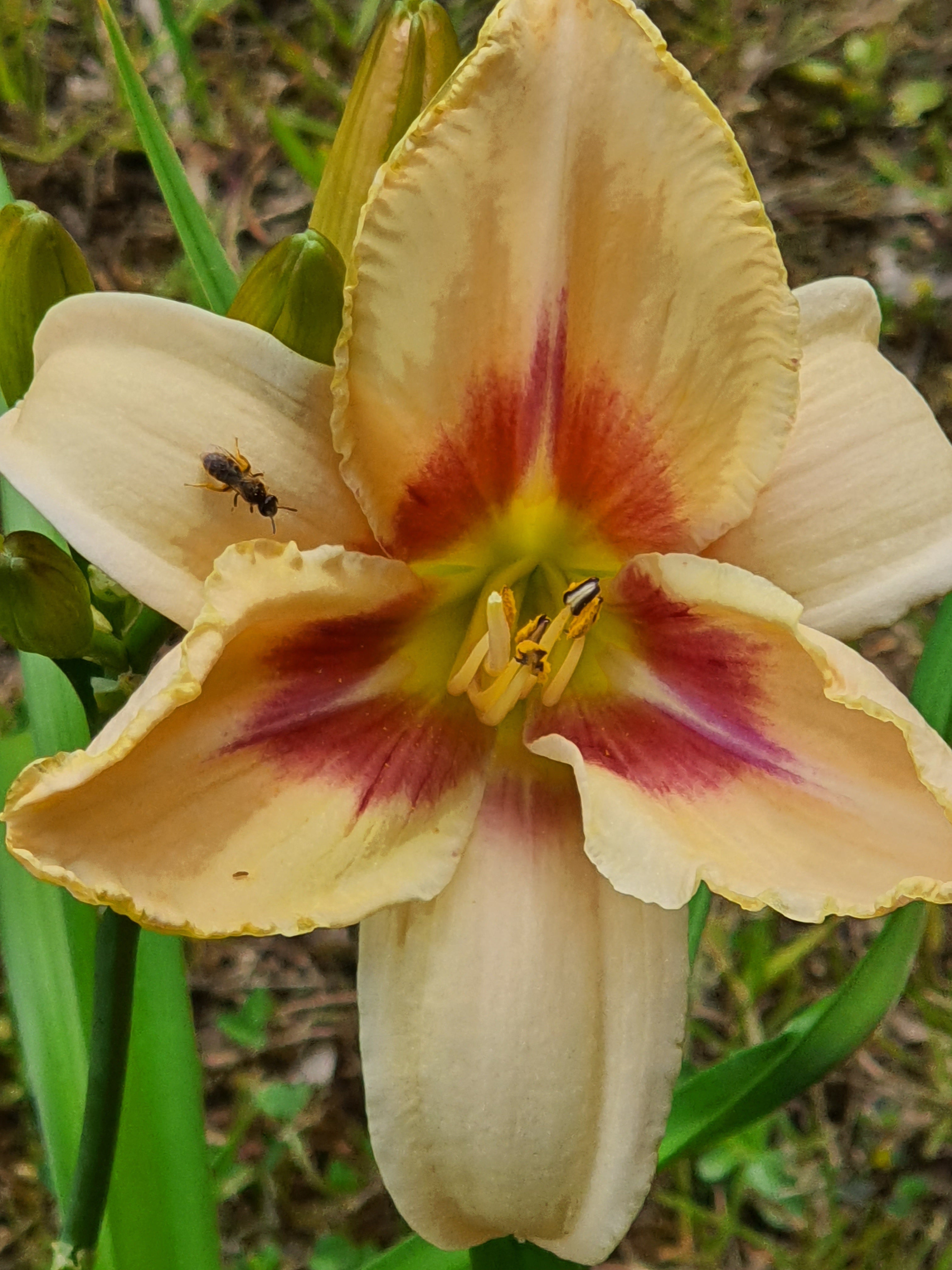 Hemerocallis 'Chicago Picotee Lace' - New Forest Hostas & Hemerocallis