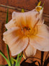Hemerocallis 'Gala Gown' - New Forest Hostas & Hemerocallis