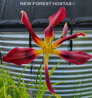 Hemerocallis 'Chokecherry Mountain' - New Forest Hostas & Hemerocallis