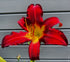 Hemerocallis 'Spiderman' - New Forest Hostas & Hemerocallis